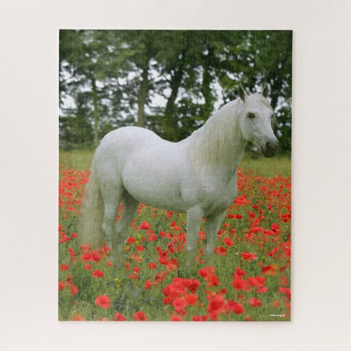 Bob Langrish  Grey Arab standing In Red Flowers Jigsaw Puzzle