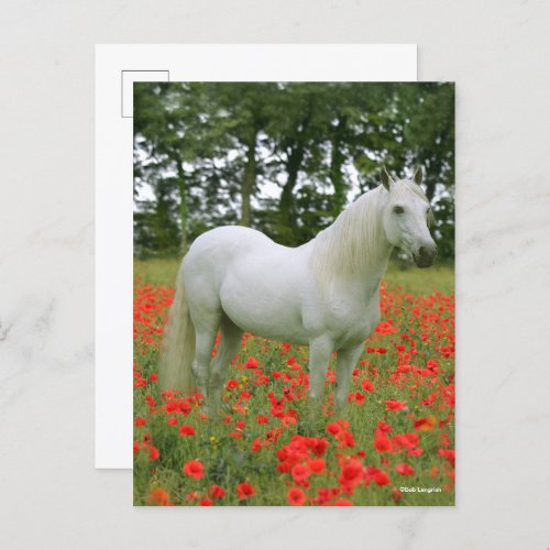 Bob Langrish  Grey Arab standing In Red Flowers Postcard