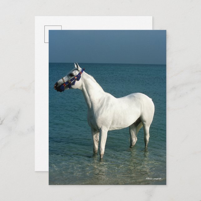 Bob Langrish | Grey Arab Standing In The Sea Postcard (Front/Back)