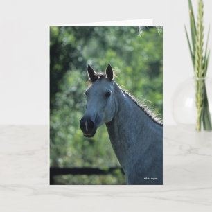 Bob Langrish Grey Dutch Warmblood Headshot backlit Card