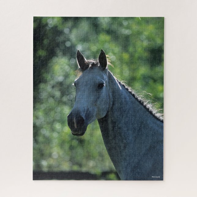 Bob Langrish Grey Dutch Warmblood Headshot backlit Jigsaw Puzzle (Vertical)