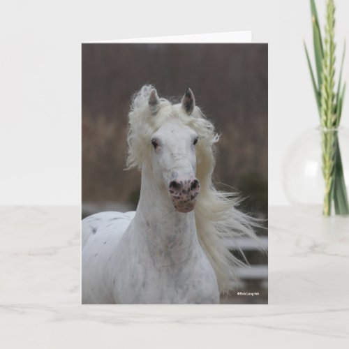 Bob Langrish  Grey Friesian Appaloosa headshot Card