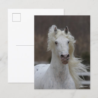 Bob Langrish | Grey Friesian Appaloosa headshot Postcard