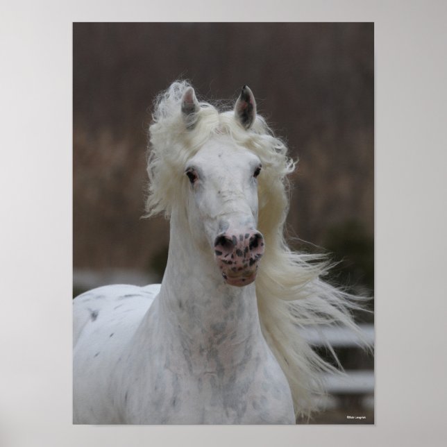 Bob Langrish | Grey Friesian Appaloosa headshot Poster (Front)