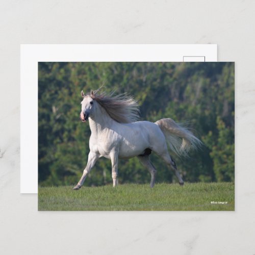 Bob Langrish  Grey Lusitano Stallion Running Postcard