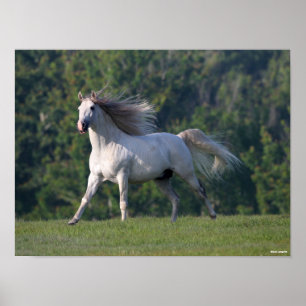 Bob Langrish Grey Lusitano Stallion Running Poster