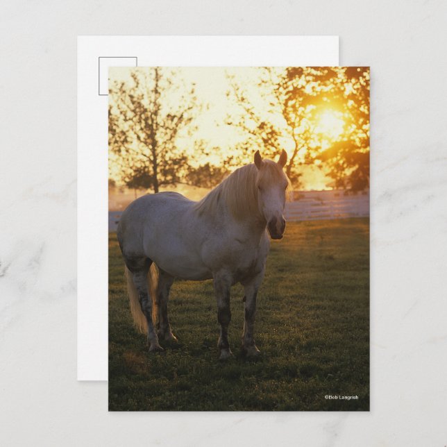 Bob Langrish | Grey Percheron Standing In Sunset Postcard (Front/Back)