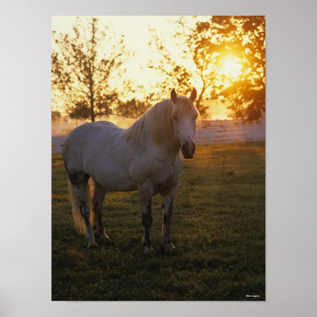 Bob Langrish | Grey Percheron Standing In Sunset Poster (Front)