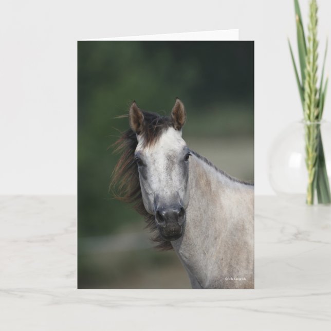 Bob Langrish | Grey Quarter Horse headshot Card (Front)