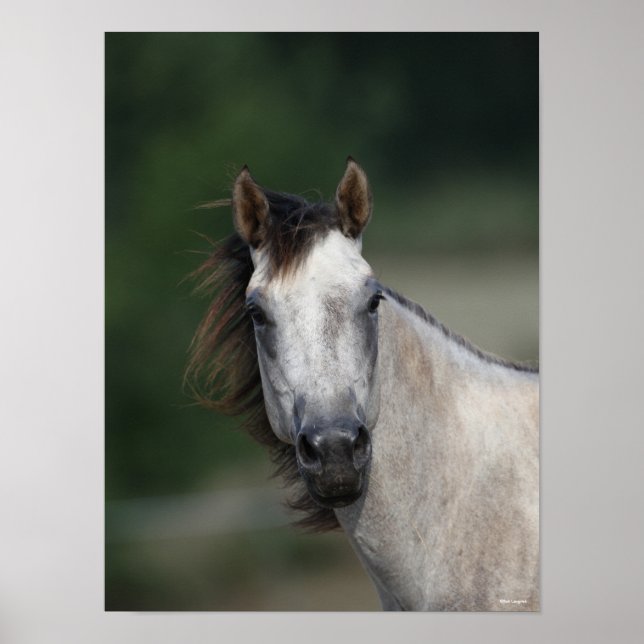 Bob Langrish | Grey Quarter Horse headshot Poster (Front)