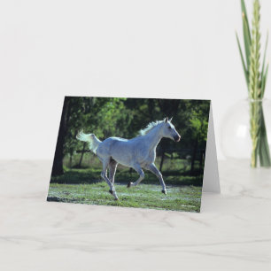 Bob Langrish Grey Thoroughbred Stallion Running Card
