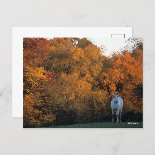 Bob Langrish Grey Warmblood Horse Standing Autumn Postcard