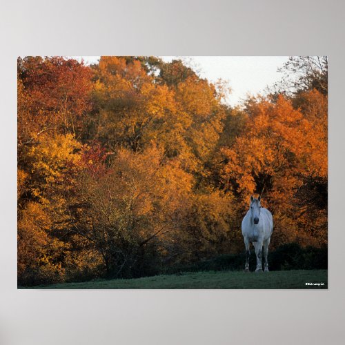 Bob Langrish Grey Warmblood Horse Standing Autumn Poster
