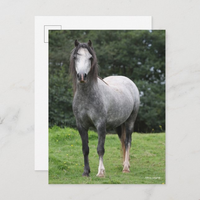 Bob Langrish | Grey Welsh Pony Standing Postcard (Front/Back)