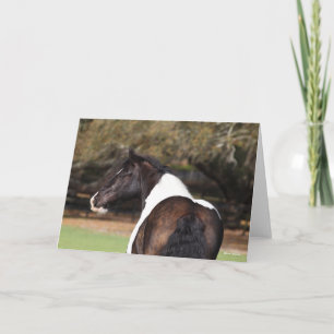 Bob Langrish   Gypsy Vanner Headshot Card