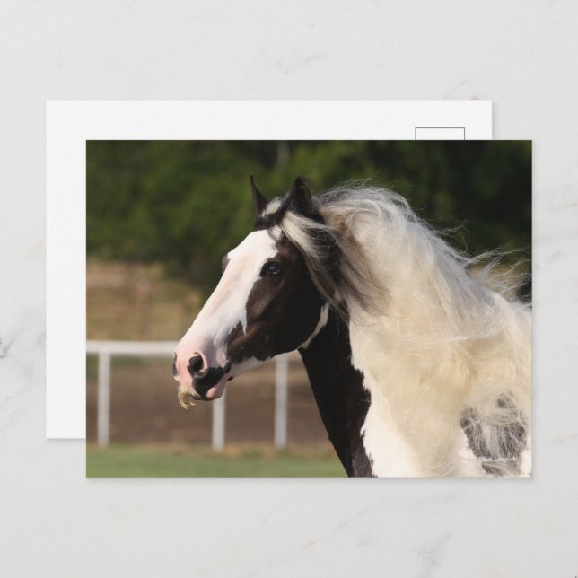 Bob Langrish | Gypsy Vanner Headshot Postcard (Front/Back)