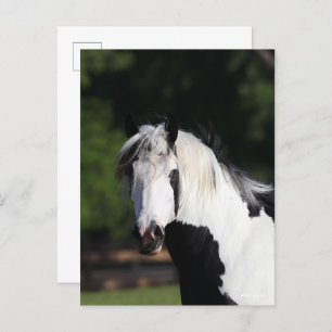 Bob Langrish Gypsy Vanner Horse Headshot Postcard