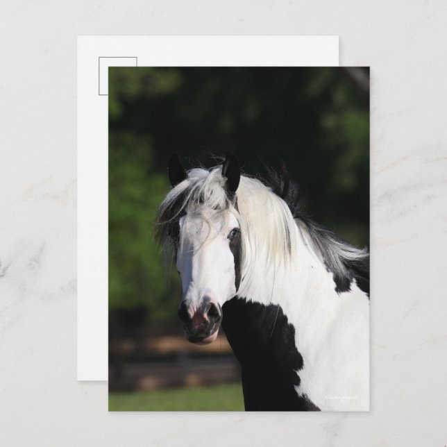 Bob Langrish | Gypsy Vanner Horse Headshot Postcard (Front/Back)