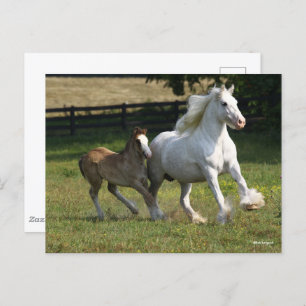 Bob Langrish Gypsy Vanner Horse Mare & Foal Postcard