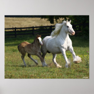 Bob Langrish Gypsy Vanner Horse Mare & Foal Poster