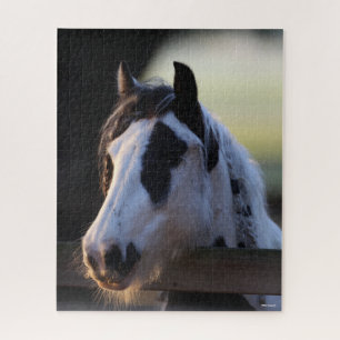 Bob Langrish   Gypsy Vanner looking Over Fence Jigsaw Puzzle