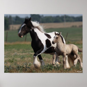 Bob Langrish Gypsy Vanner Mare and Foal Running Poster