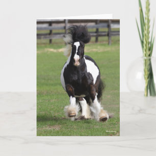 Bob Langrish Gypsy Vanner Running Card