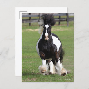 Bob Langrish   Gypsy Vanner Running Postcard