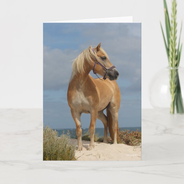 Bob Langrish | Haflinger Standing On Beach Card (Front)