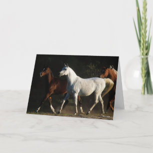 Bob Langrish   Herd Arab Mares Walking Card