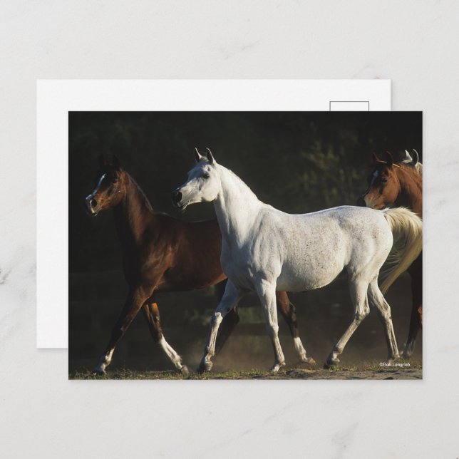 Bob Langrish | Herd Arab Mares Walking Postcard (Front/Back)