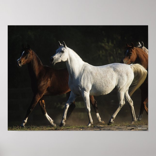 Bob Langrish | Herd Arab Mares Walking Poster (Front)