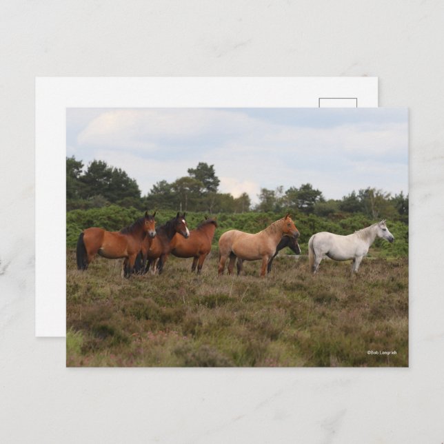 Bob Langrish | Herd New Forest Ponies Standing Postcard (Front/Back)