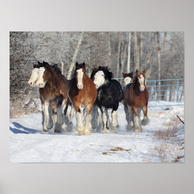 Bob Langrish | Herd Of Clydesdales In Snow Poster (Front)