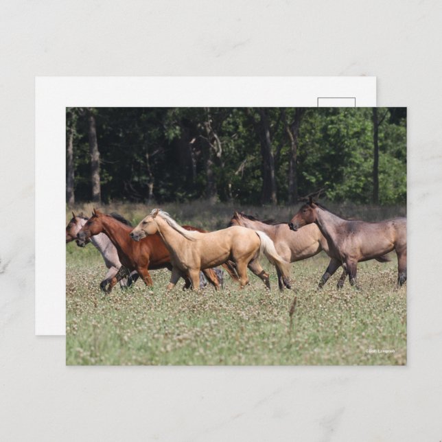 Bob Langrish | Herd Quarter Horses Walking Postcard (Front/Back)