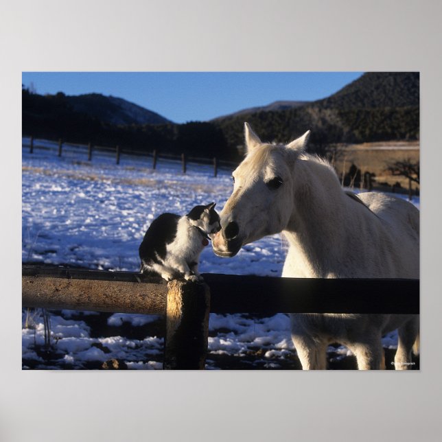 Bob Langrish | Horse and Cat In the Snow Poster (Front)