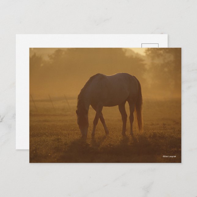Bob Langrish | Horse Grazing Sunrise Postcard (Front/Back)