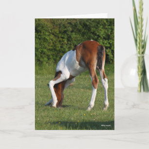 Bob Langrish Irish Sport Horse Foal Grazing Card