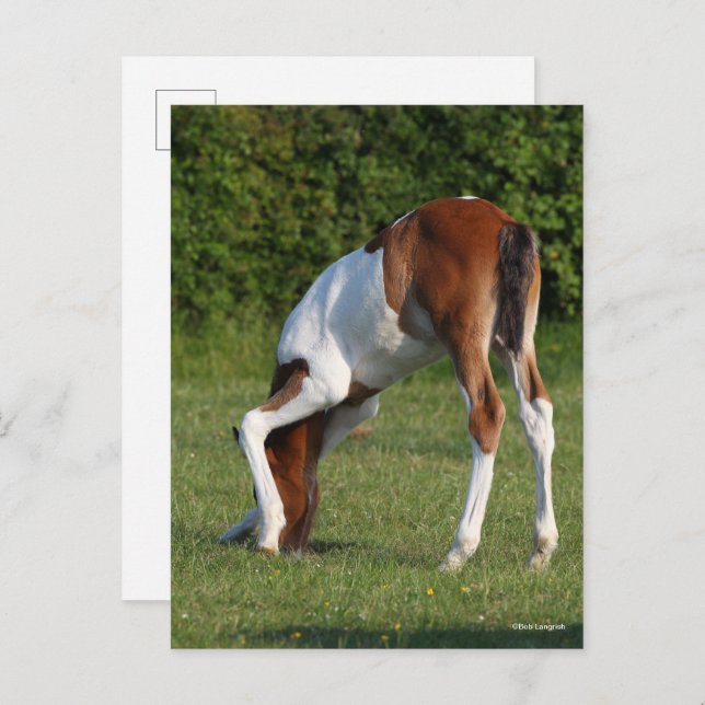 Bob Langrish | Irish Sport Horse Foal Grazing Postcard (Front/Back)