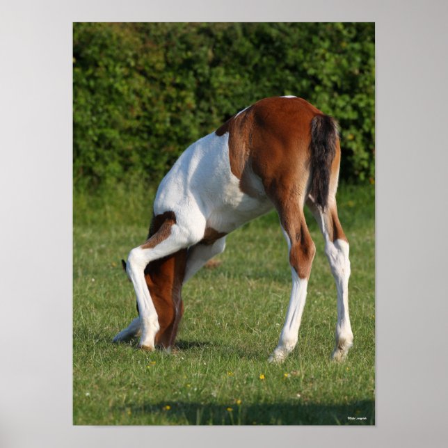 Bob Langrish | Irish Sport Horse Foal Grazing Poster (Front)