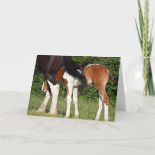 Bob Langrish Irish Sport Horse Foal Hiding Card
