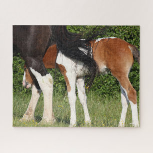 Bob Langrish   Irish Sport Horse Foal Hiding Jigsaw Puzzle
