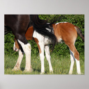 Bob Langrish Irish Sport Horse Foal Hiding Poster