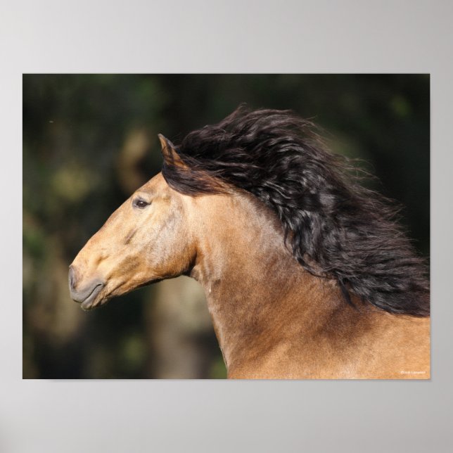 Bob Langrish | Lusitano Headshot Mane Flowing Poster (Front)