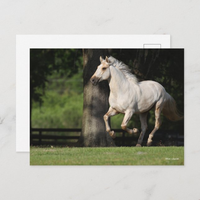 Bob Langrish | Lusitano Horse Running Postcard (Front/Back)