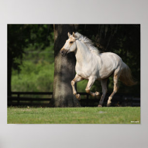 Bob Langrish Lusitano Horse Running Poster