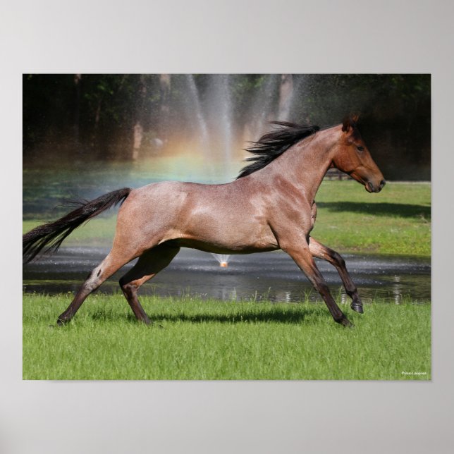 Bob Langrish | Mangalarga Horse Running Rainbow Poster (Front)
