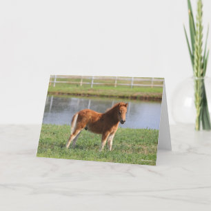 Bob Langrish Miniature Pony Foal Standing Card