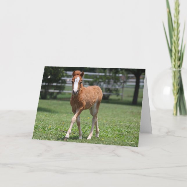 Bob Langrish | Miniature Pony Foal Walking Card (Front)