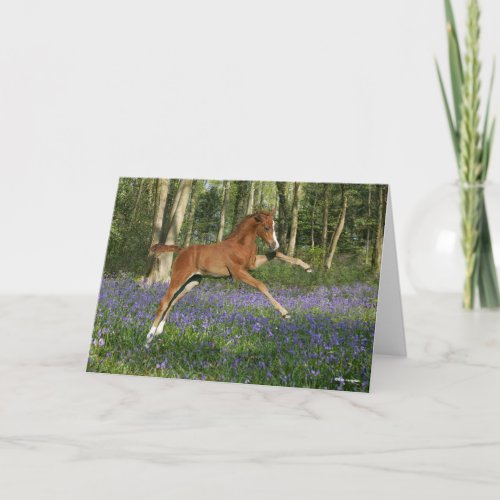 Bob Langrish  Morgan Foal Leaping With Bluebells Card